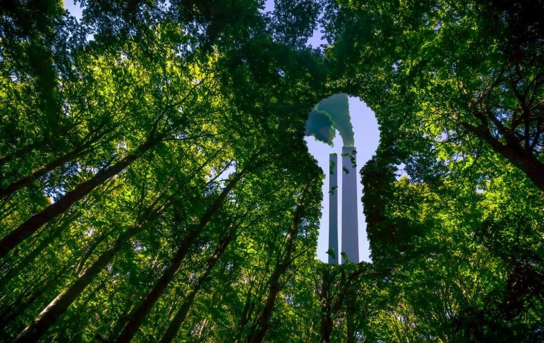 Contratações das Organizações Públicas e os desafios de greenwashing